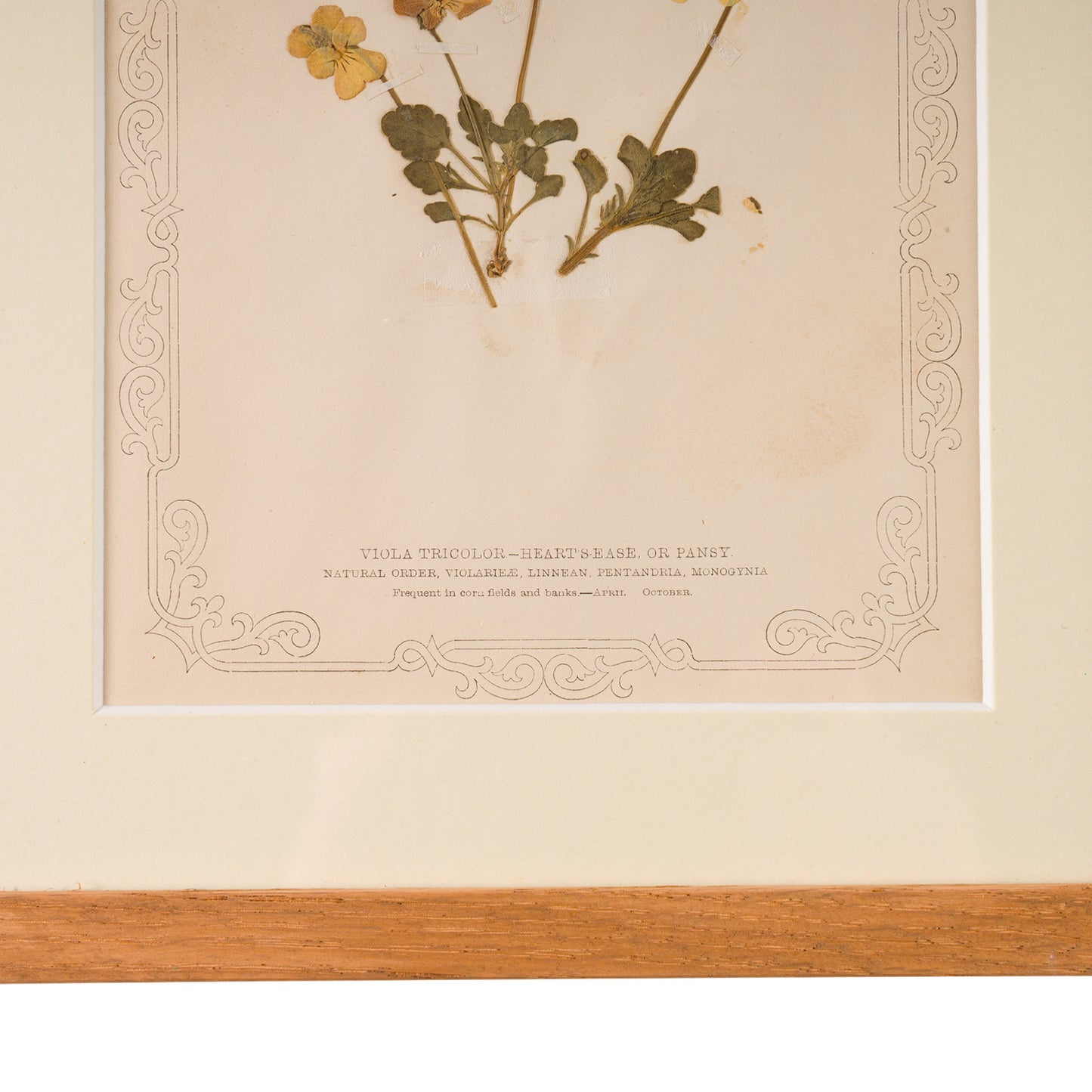 1845, Pressed British Wildflower - Heart's Ease or Pansy