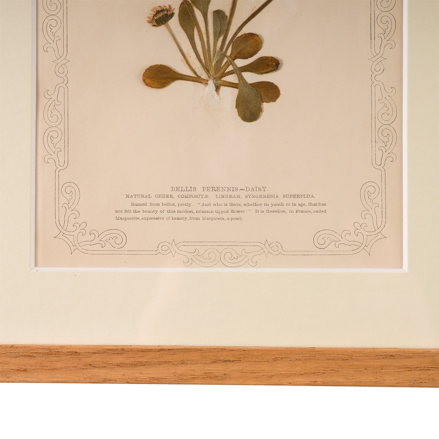 1845, Pressed British Wildflower - Daisy