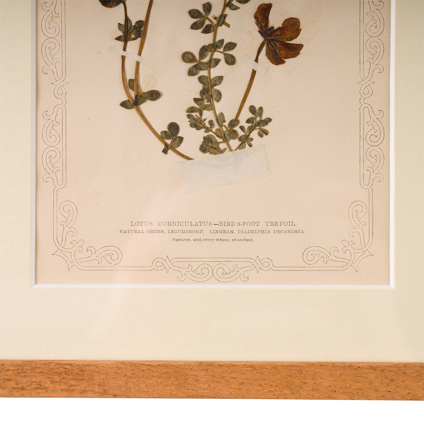 1845, Pressed British Wildflower - Bird's Foot Trefoil