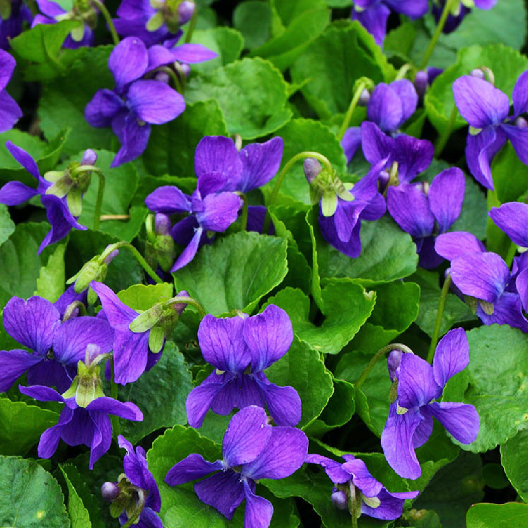 Violet Scented Pencils