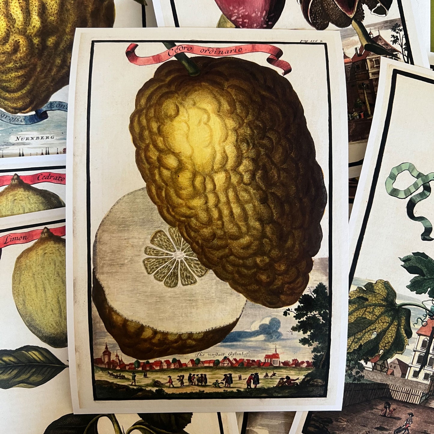 Cedro Ordinario Giclée Print