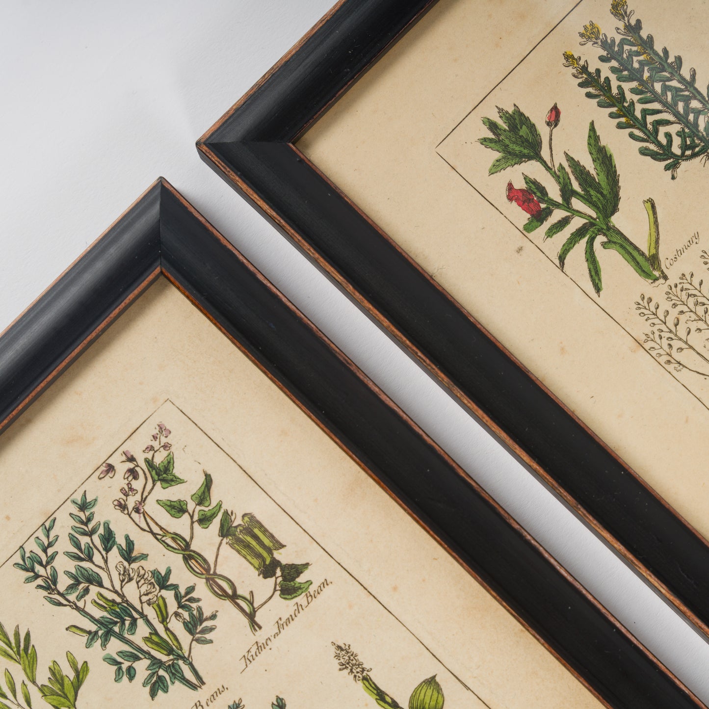 Culpeper, Nicholas C1810 Set of 12 Hand Col Botanical Prints