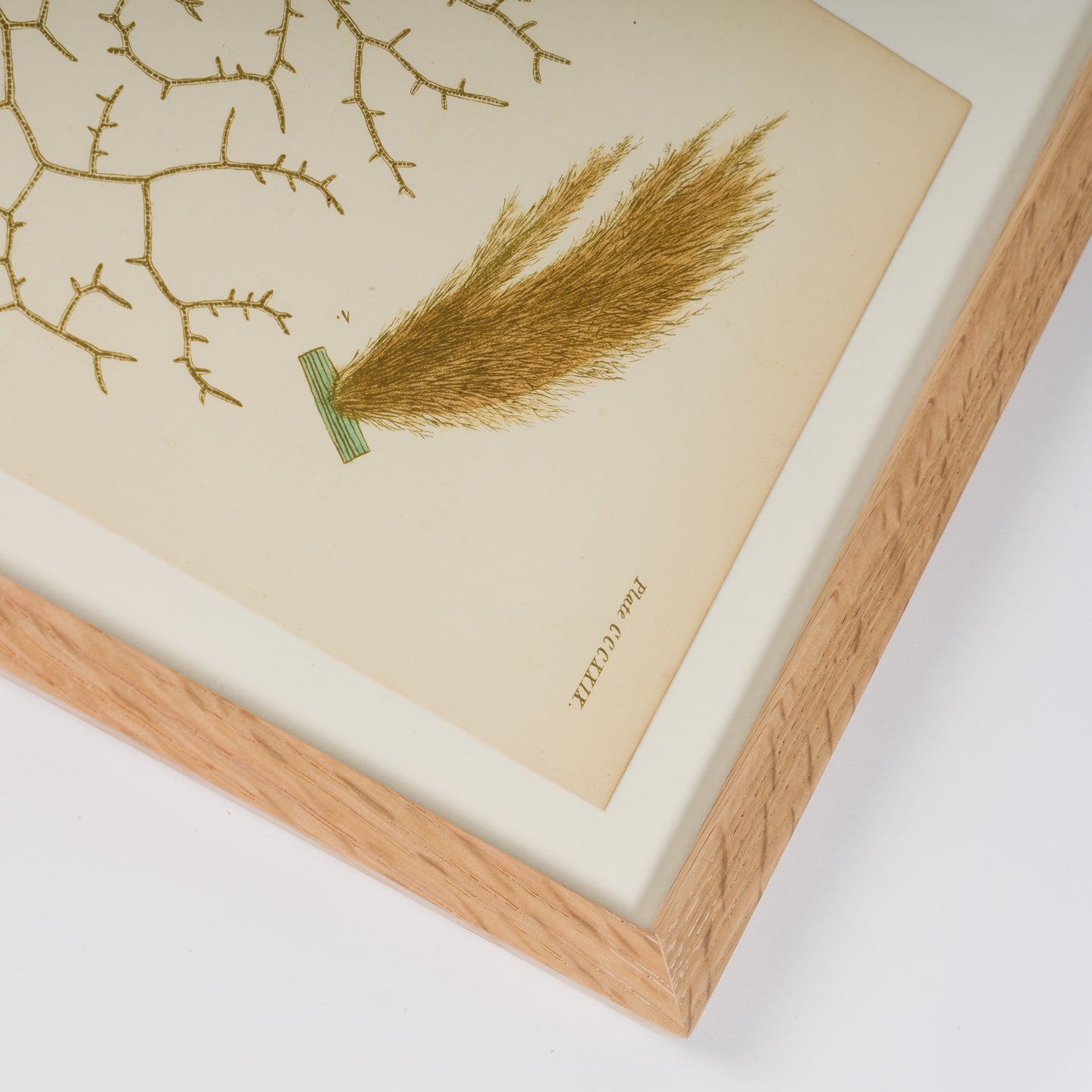 Harvey, William 1846. Hand Col Green/Olive Seaweed Prints