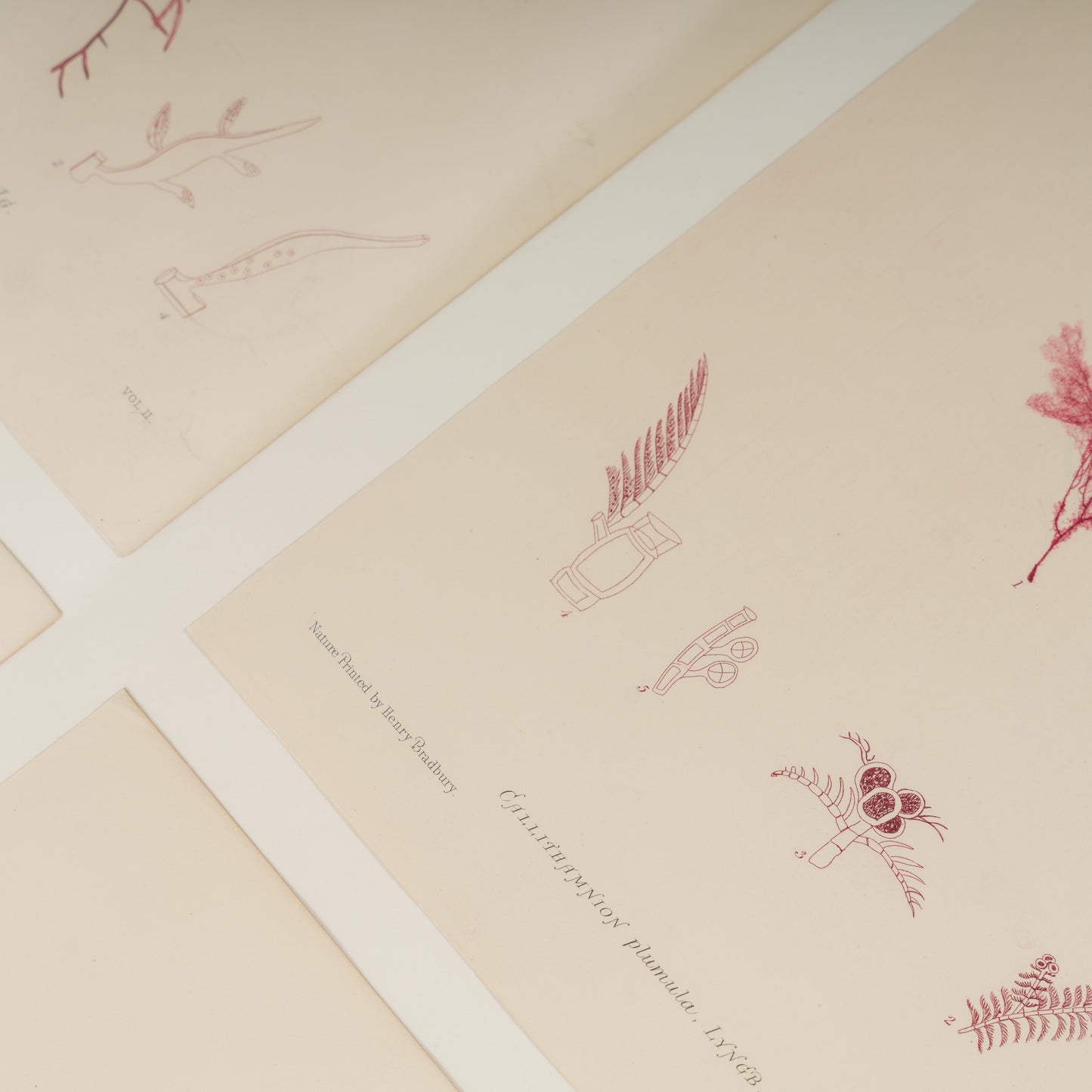 Bradbury, Henry 1859 Set of 4 Red Nature Printed Seaweed Prints