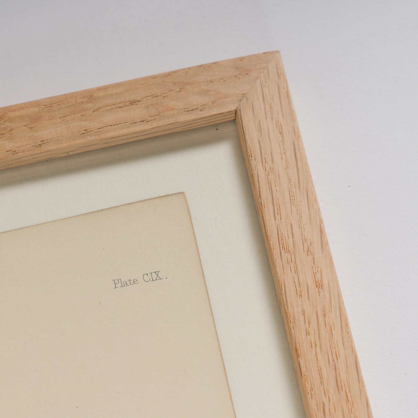 Bradbury, Henry 1859 Set of 4 Red Nature Printed Seaweed Prints