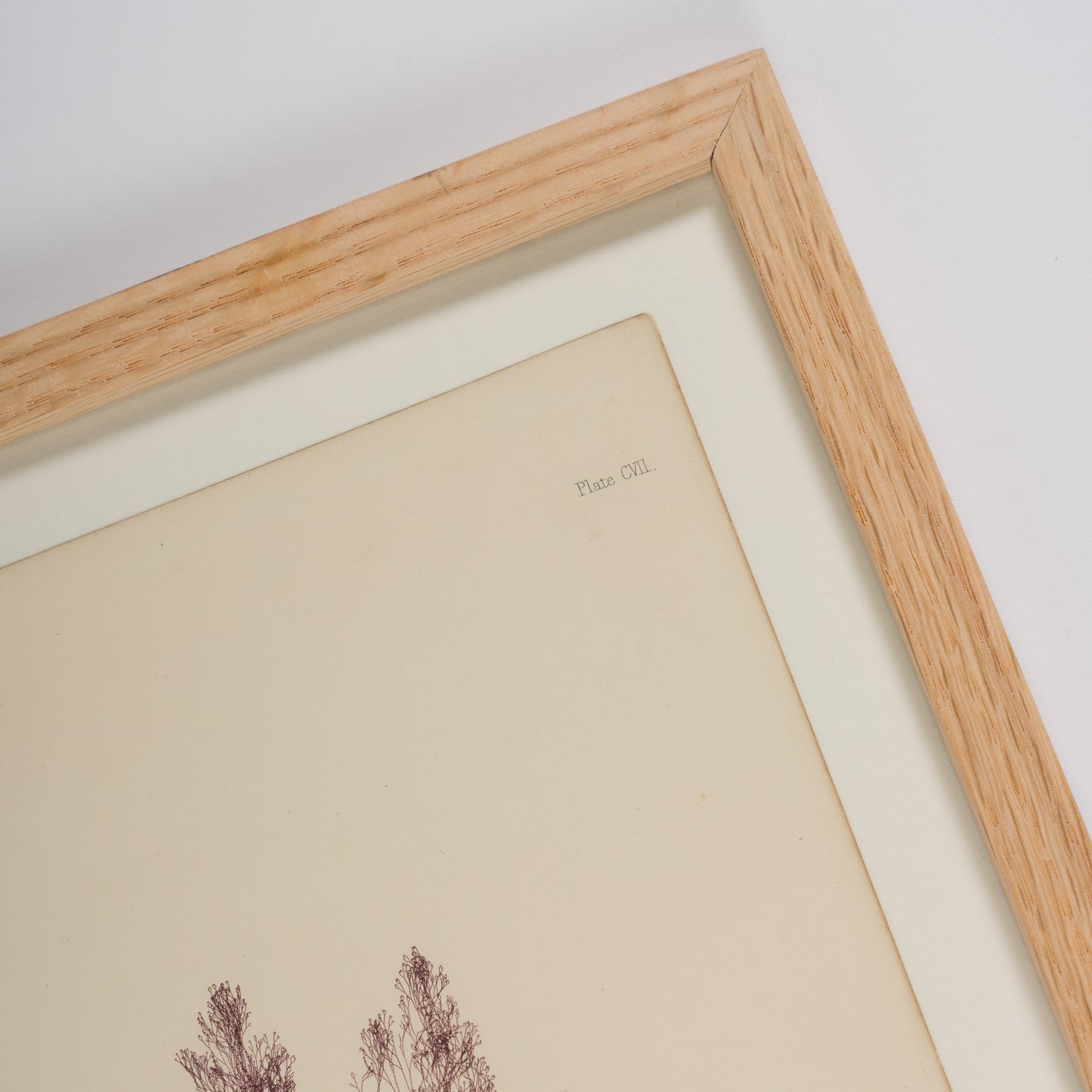 Bradbury, Henry 1859 Set of 4 Red Nature Printed Seaweed Prints