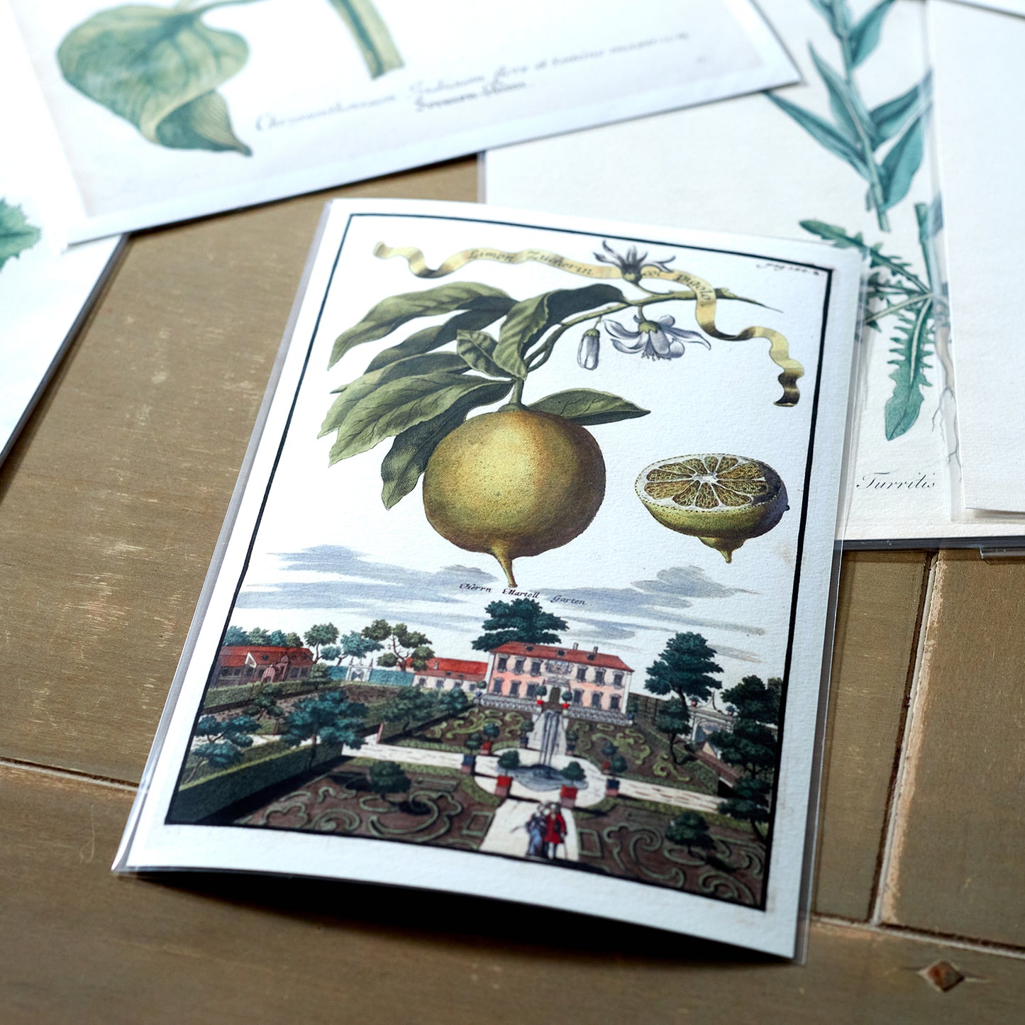 Bergamotto Della Grand Sorte Giclée Print