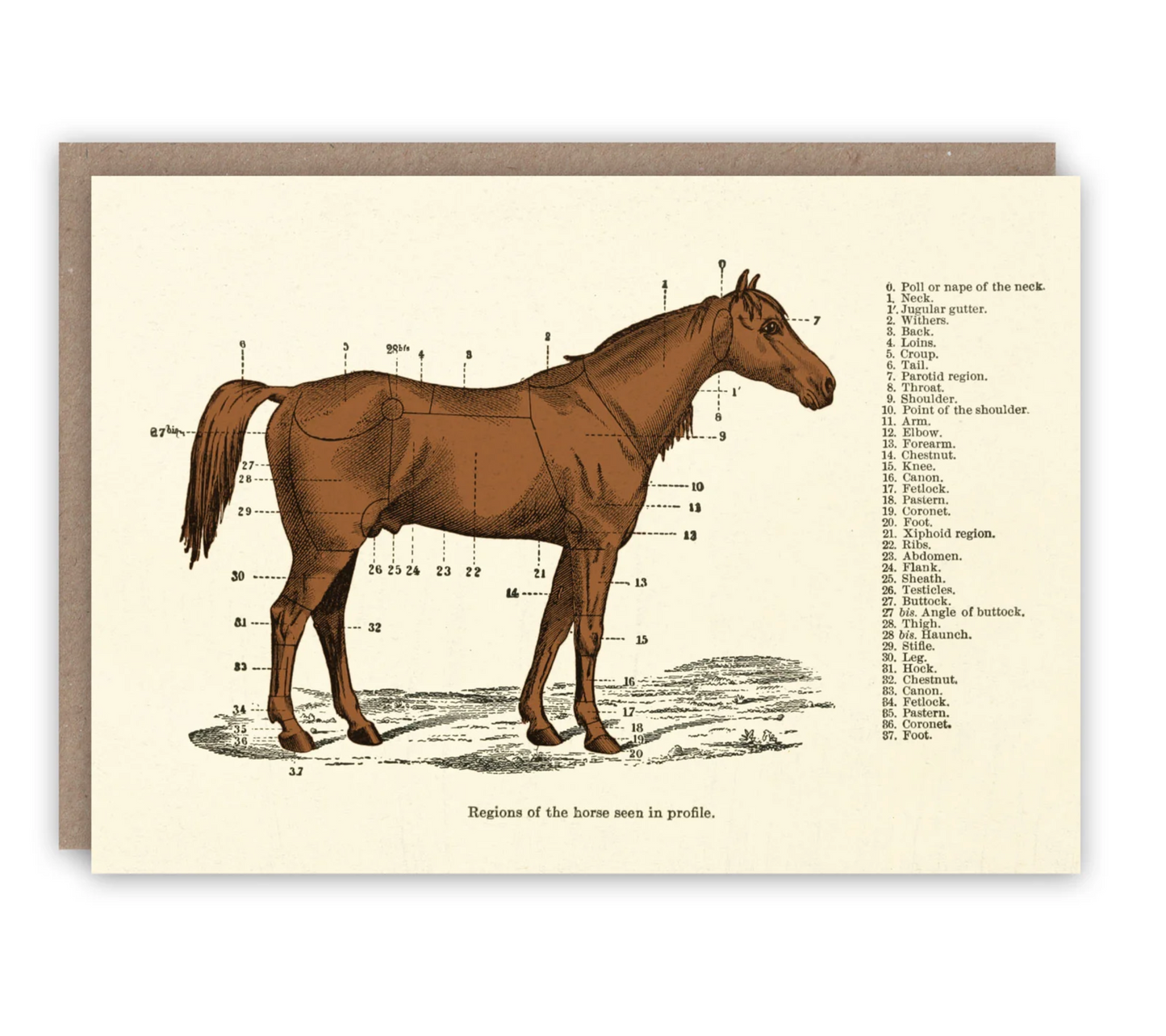 Regions of the Horse - Greeting Card