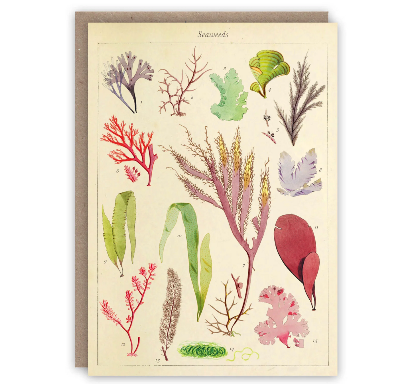 Seaweeds - Greeting Card