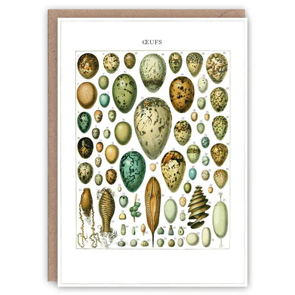 Oeufs - Greeting Card