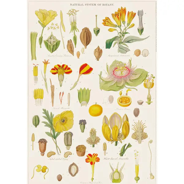 Botany - Wrapping Paper