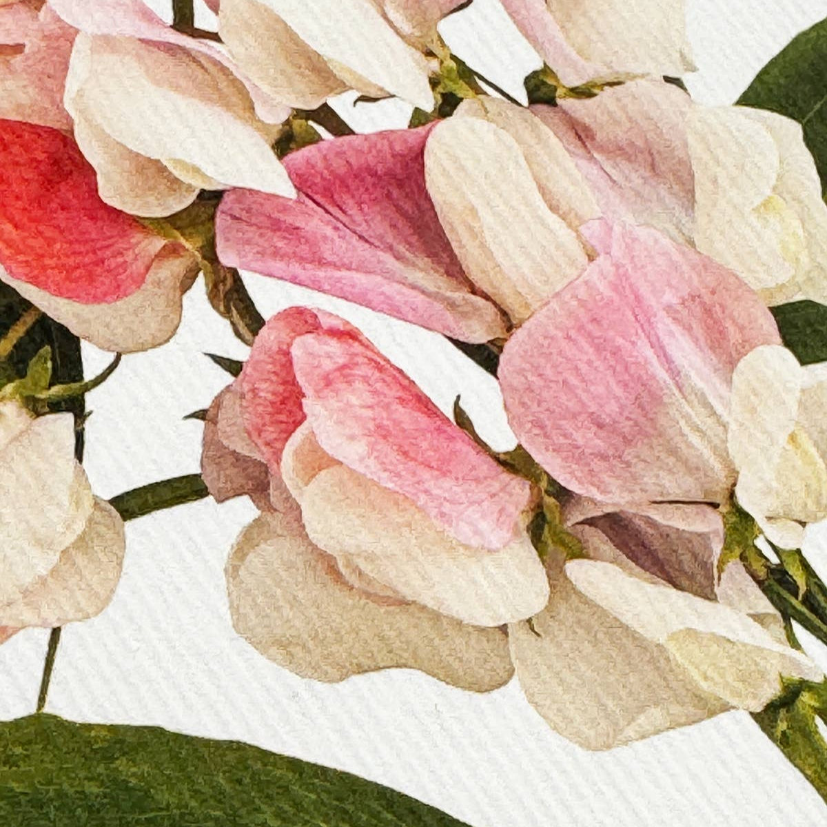 Sweet Peas Greeting Card