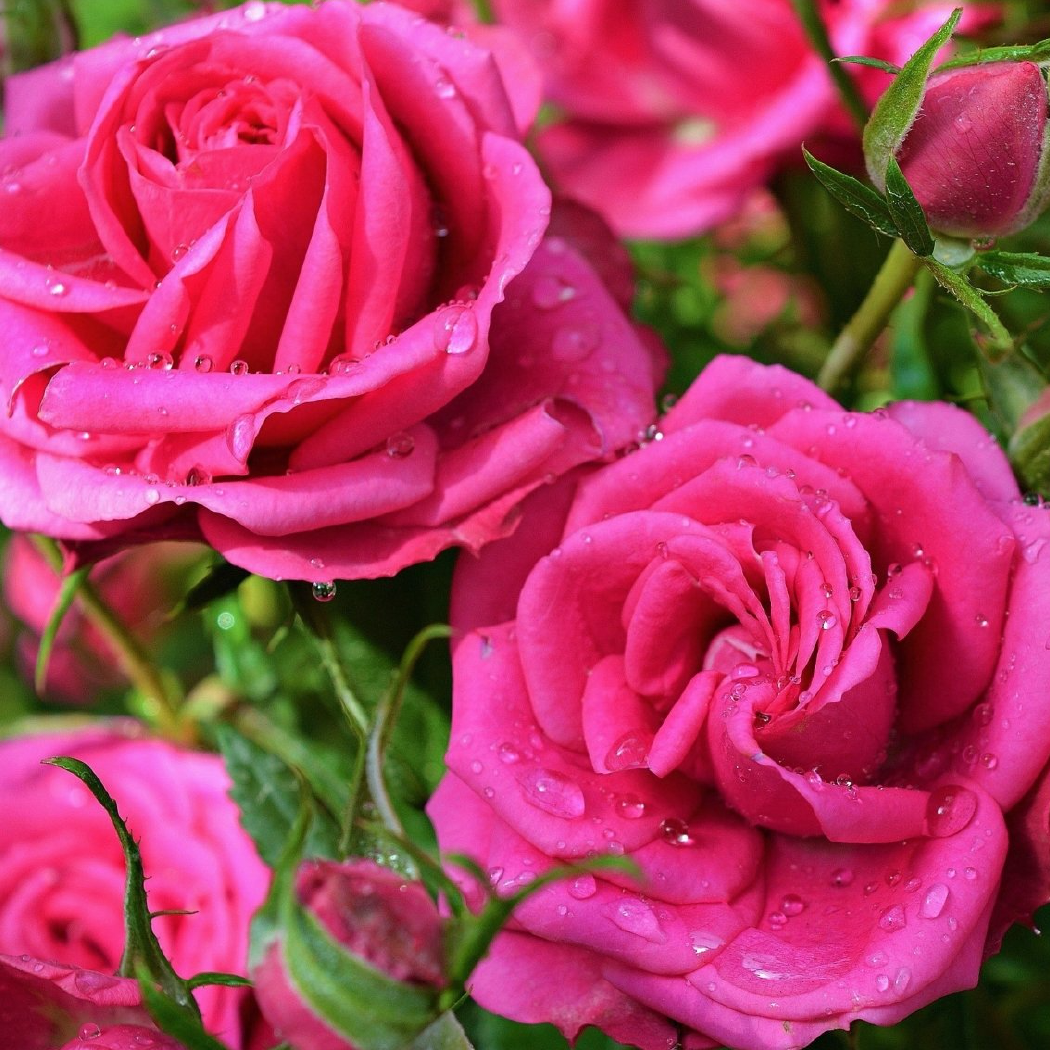Rose Scented Pencils