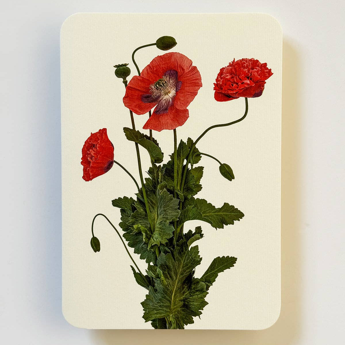 Wild Poppies Greeting Card