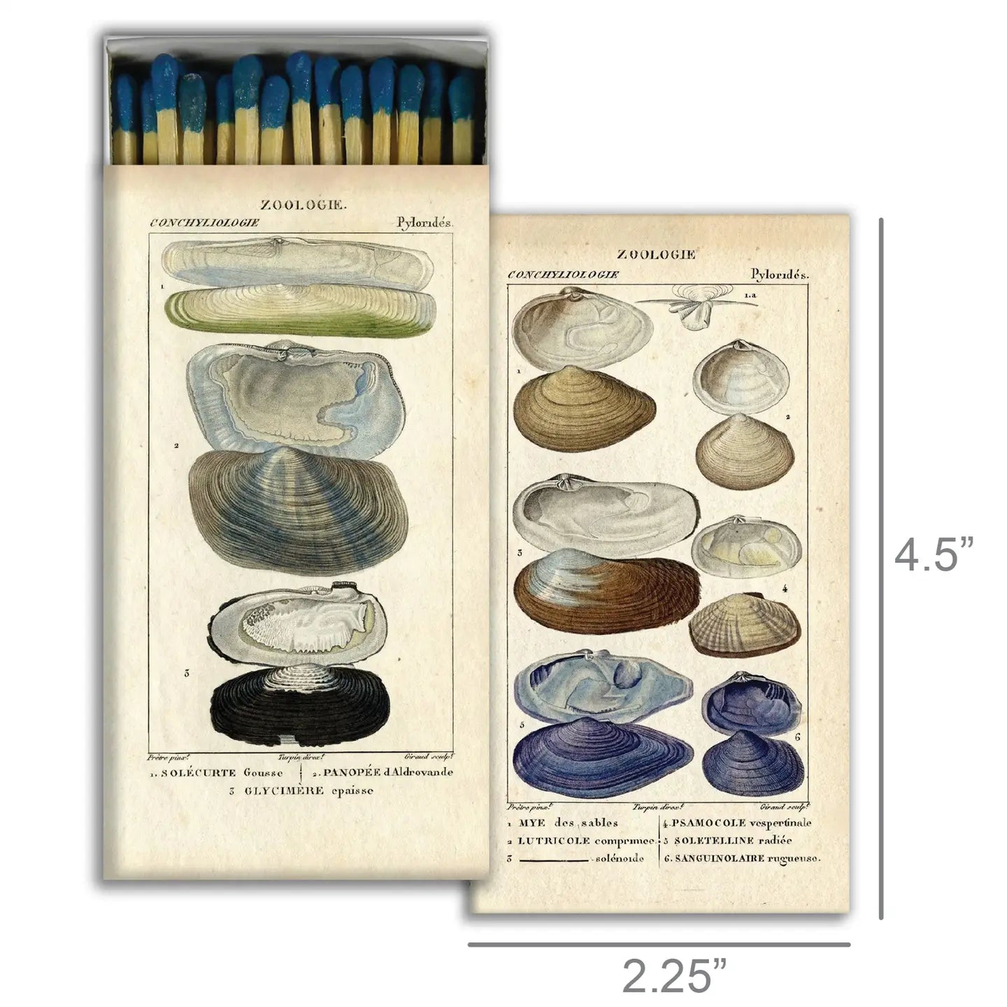 Match Box - Seashell Specimens