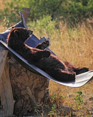 Pottery Cat Bottle - Irish Green Glaze