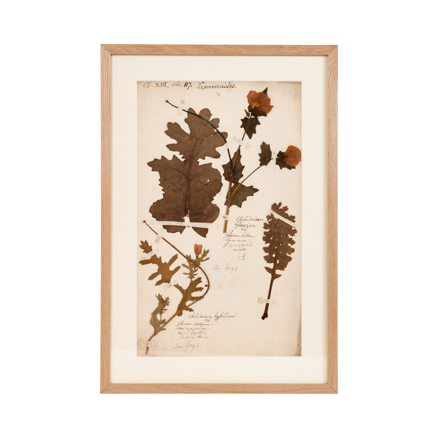 French Herbier Specimen 35