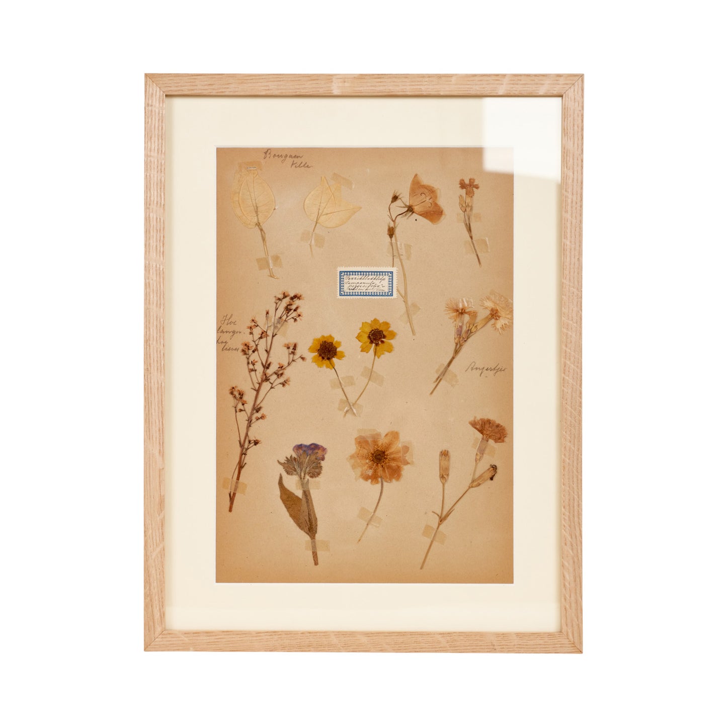 Dutch Herbier Specimen 16