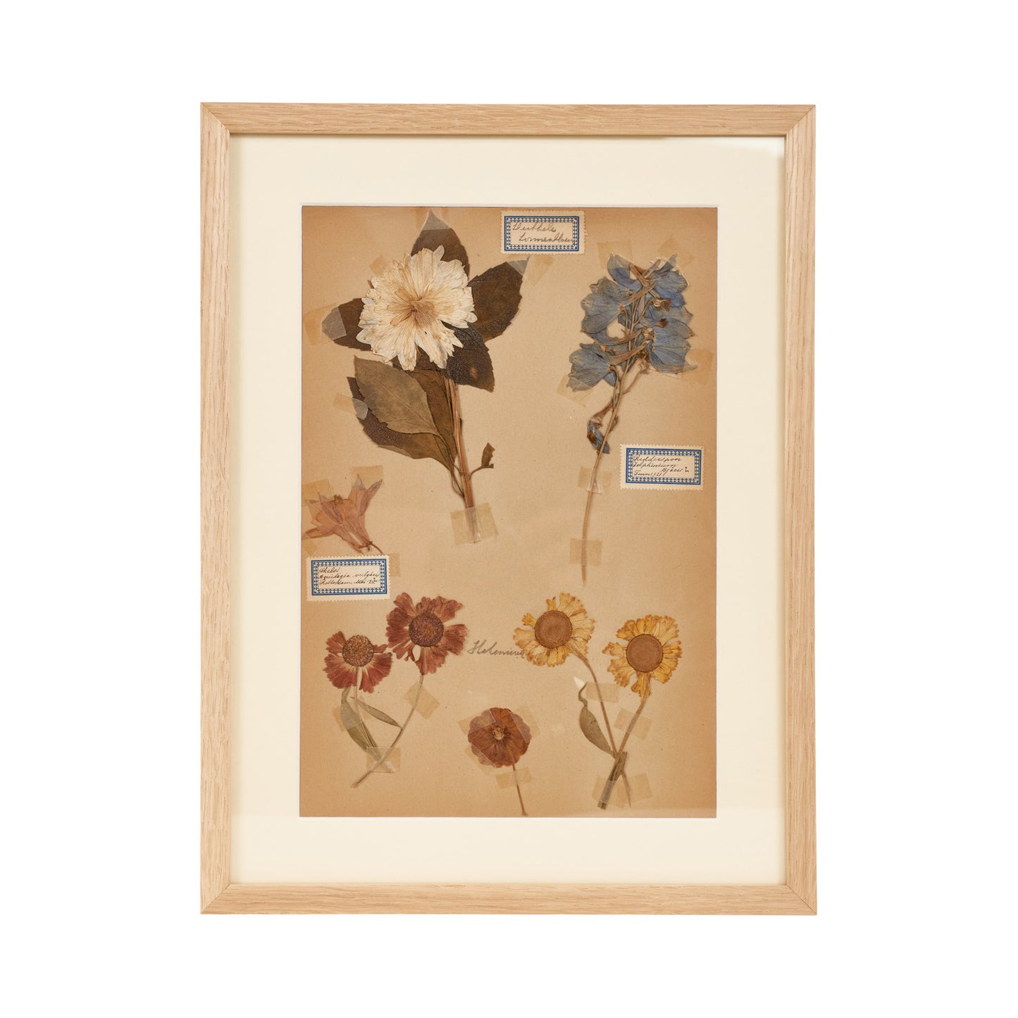 Dutch Herbier Specimen 17