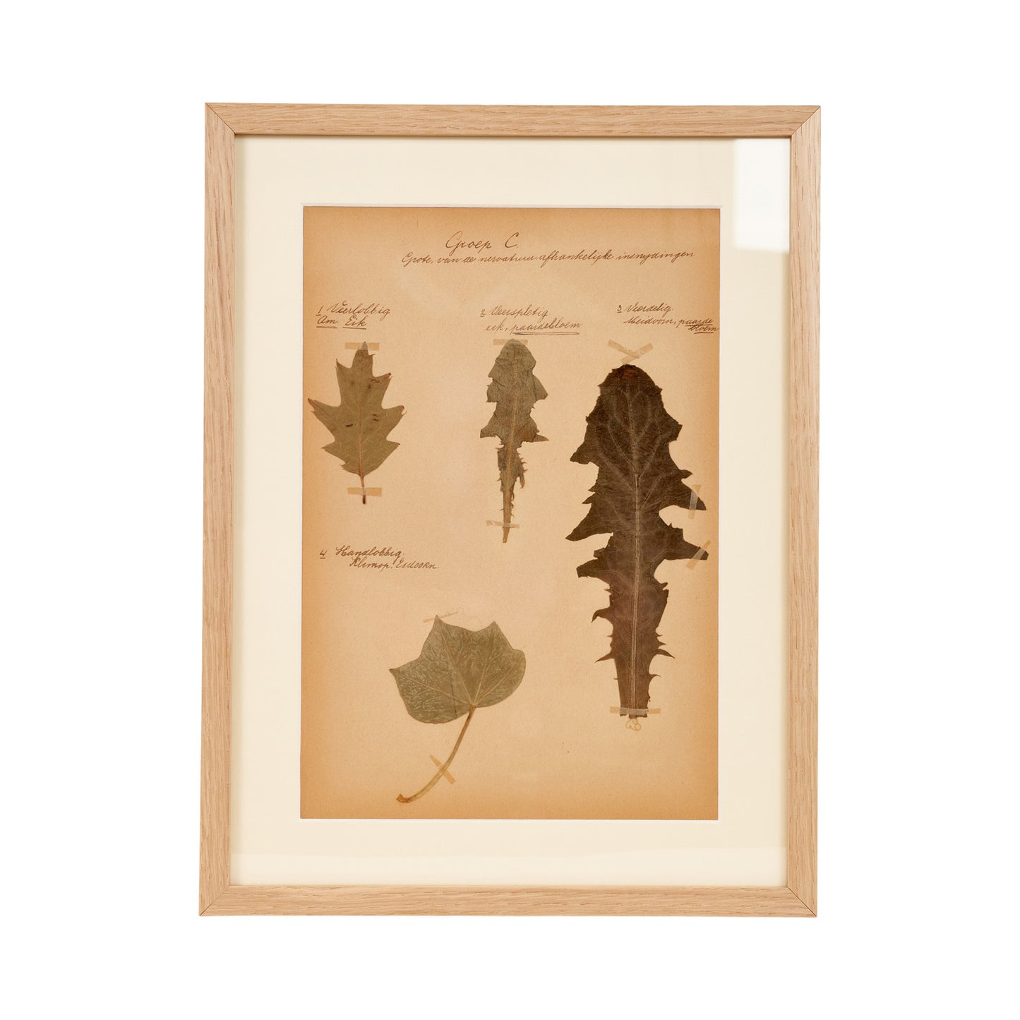 Dutch Herbier Specimen 20