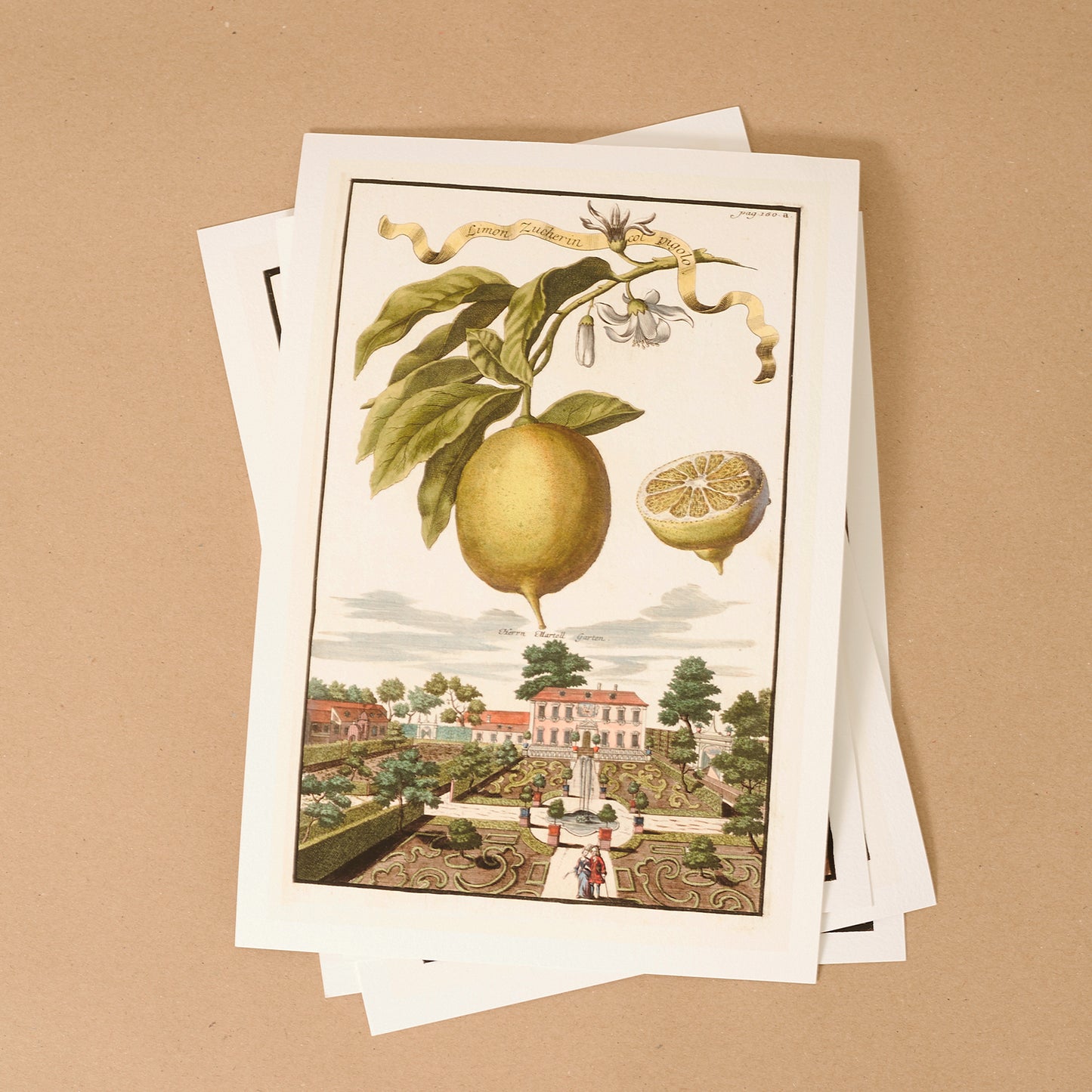 Bergamotto Della Grand Sorte Giclée Print