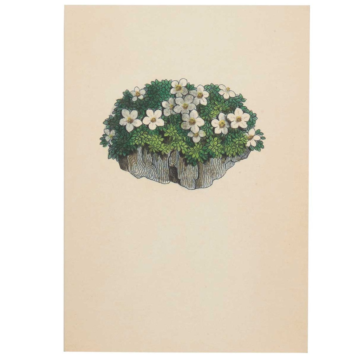 Rock Jasmine - Greeting Card