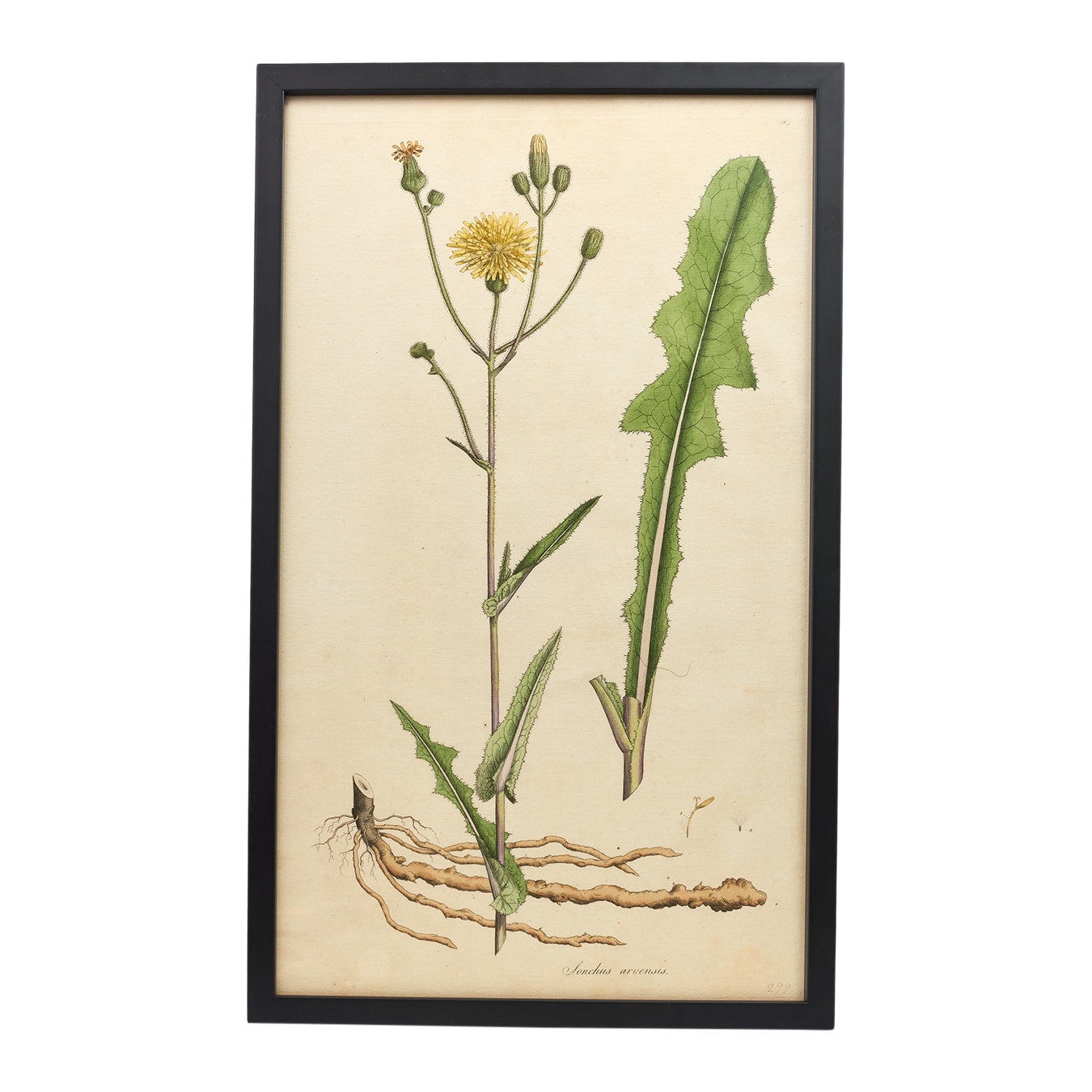 Sonchus Arvensis ‘Flora Londinensis’ Botanical Print - Framed