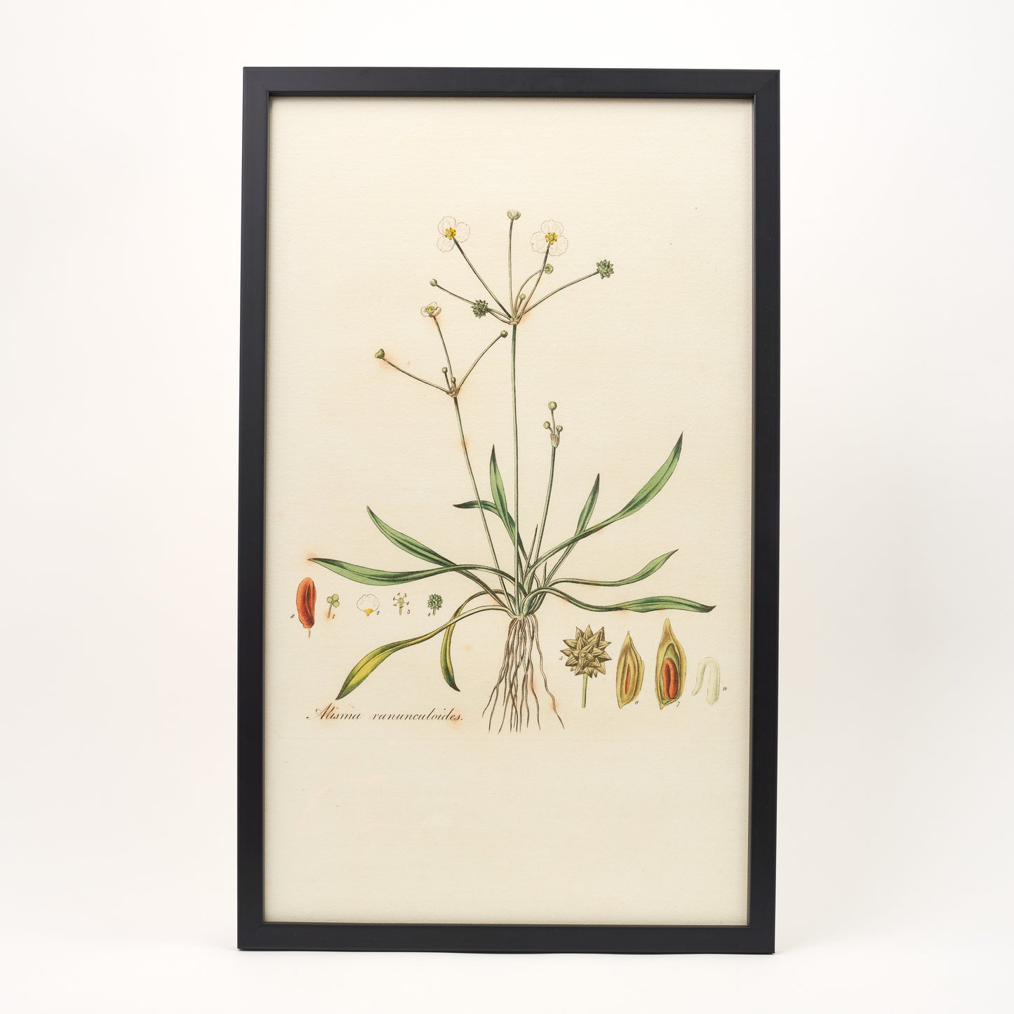 Alisma Ranunculoides ‘Flora Londinensis’ Botanical Print - Framed