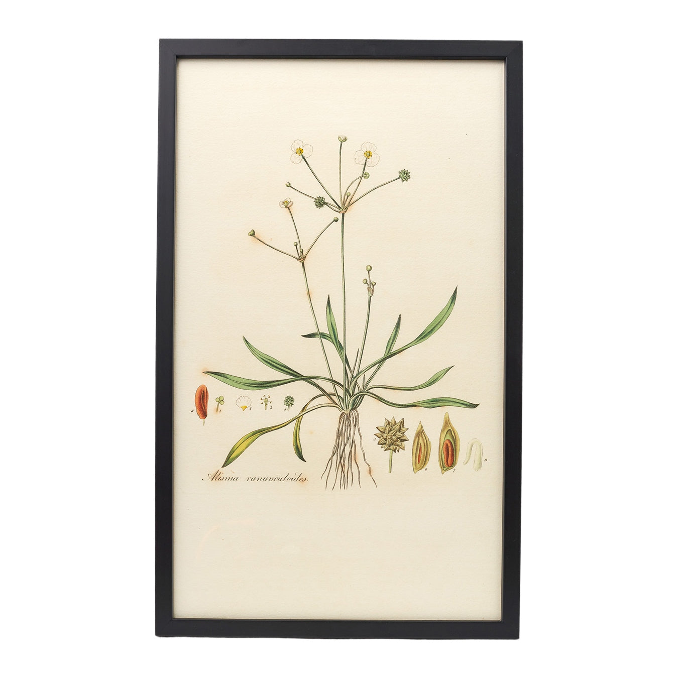 Alisma Ranunculoides ‘Flora Londinensis’ Botanical Print - Framed