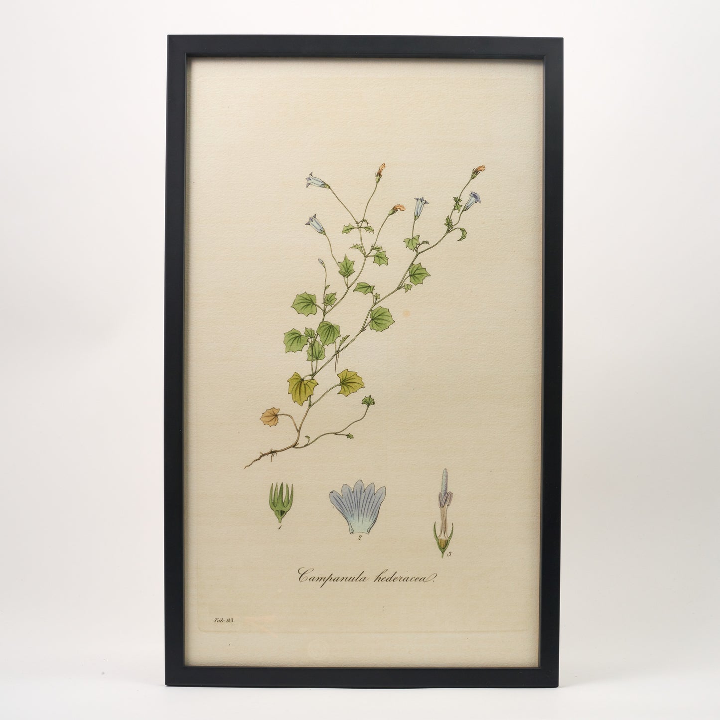 Campanula hederacea ‘Flora Londinensis’ Botanical Print - Framed