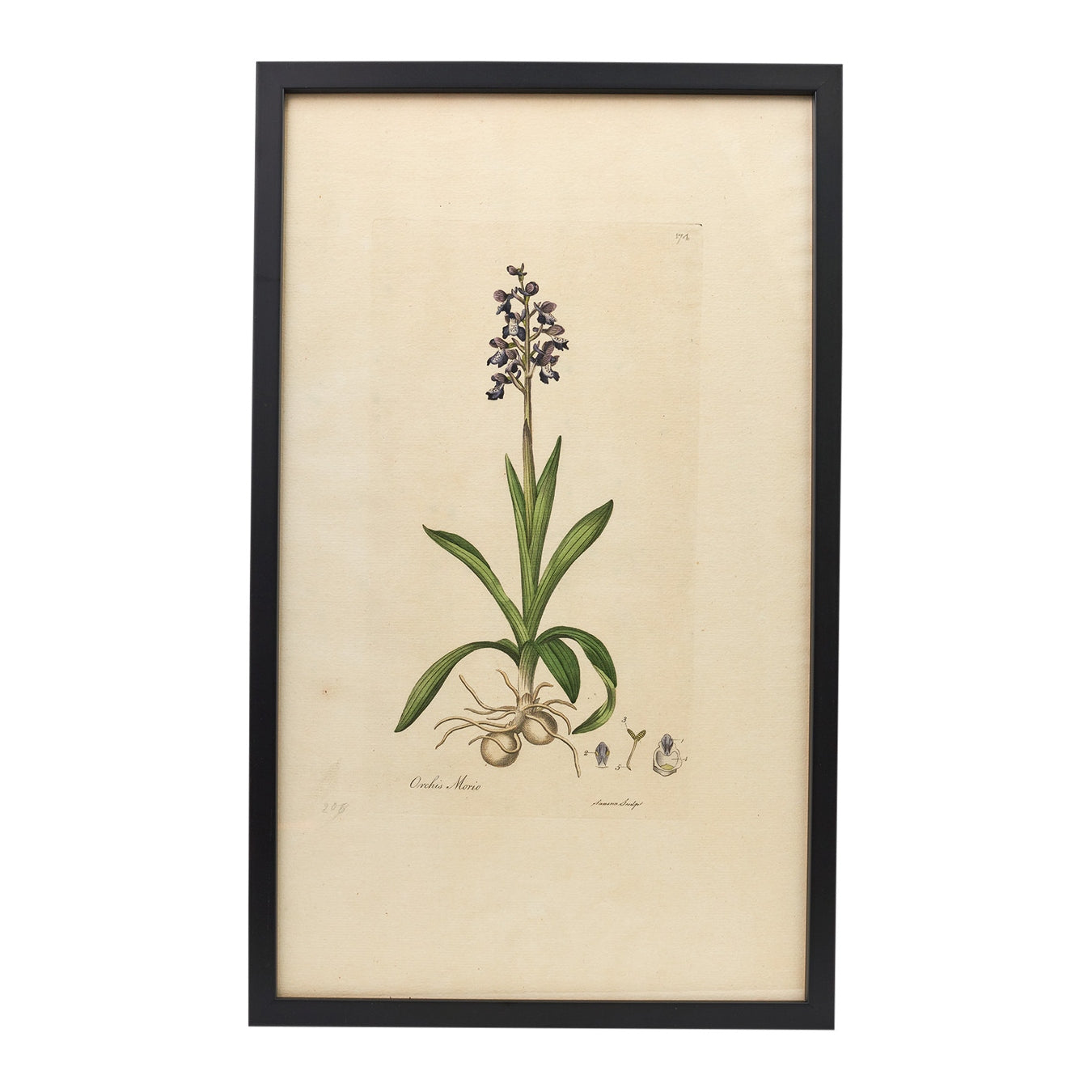 Orchis Morio ‘Flora Londinensis’ Botanical Print - Framed