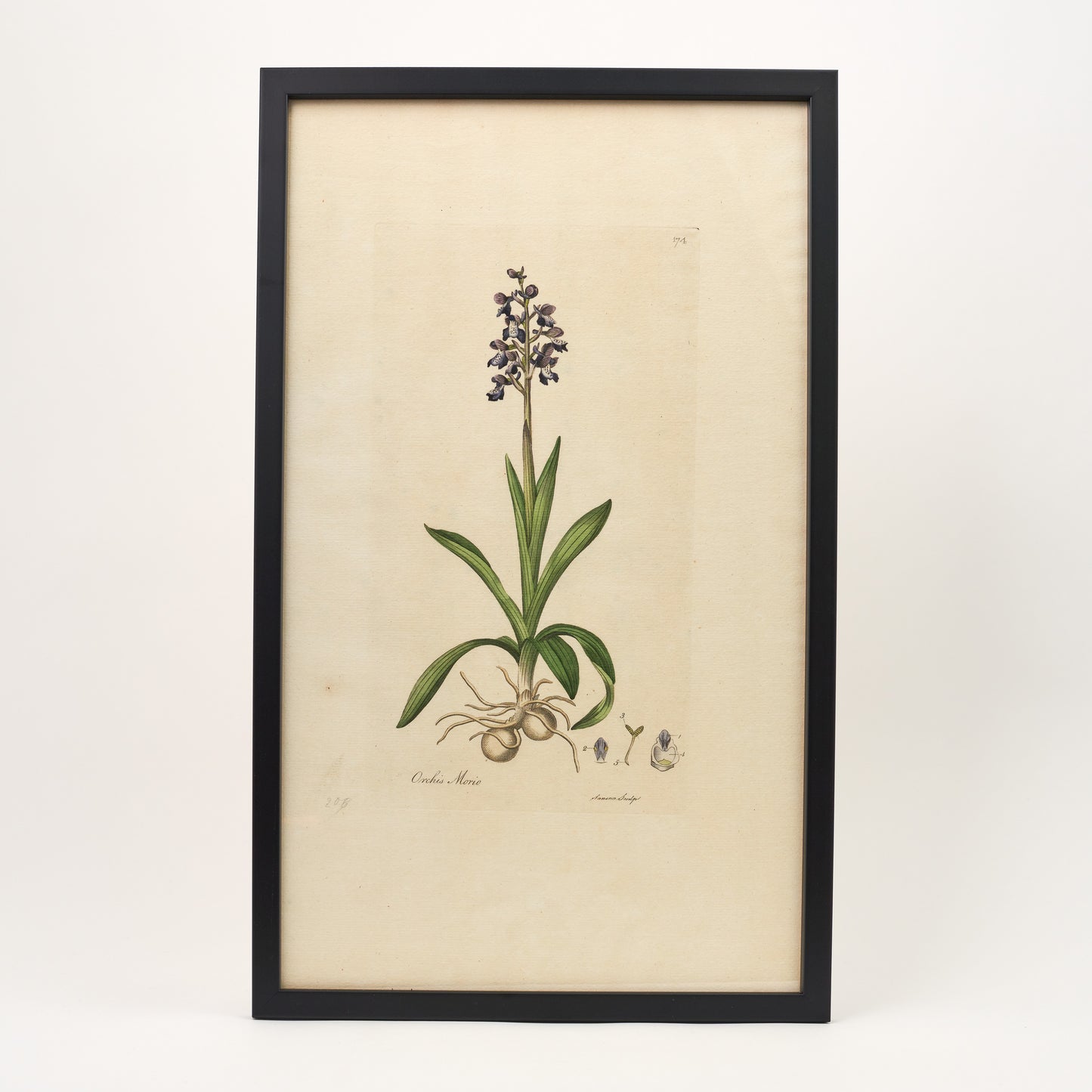 Orchis Morio ‘Flora Londinensis’ Botanical Print - Framed