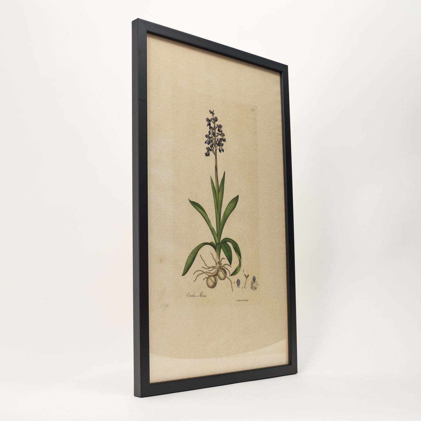 Orchis Morio ‘Flora Londinensis’ Botanical Print - Framed