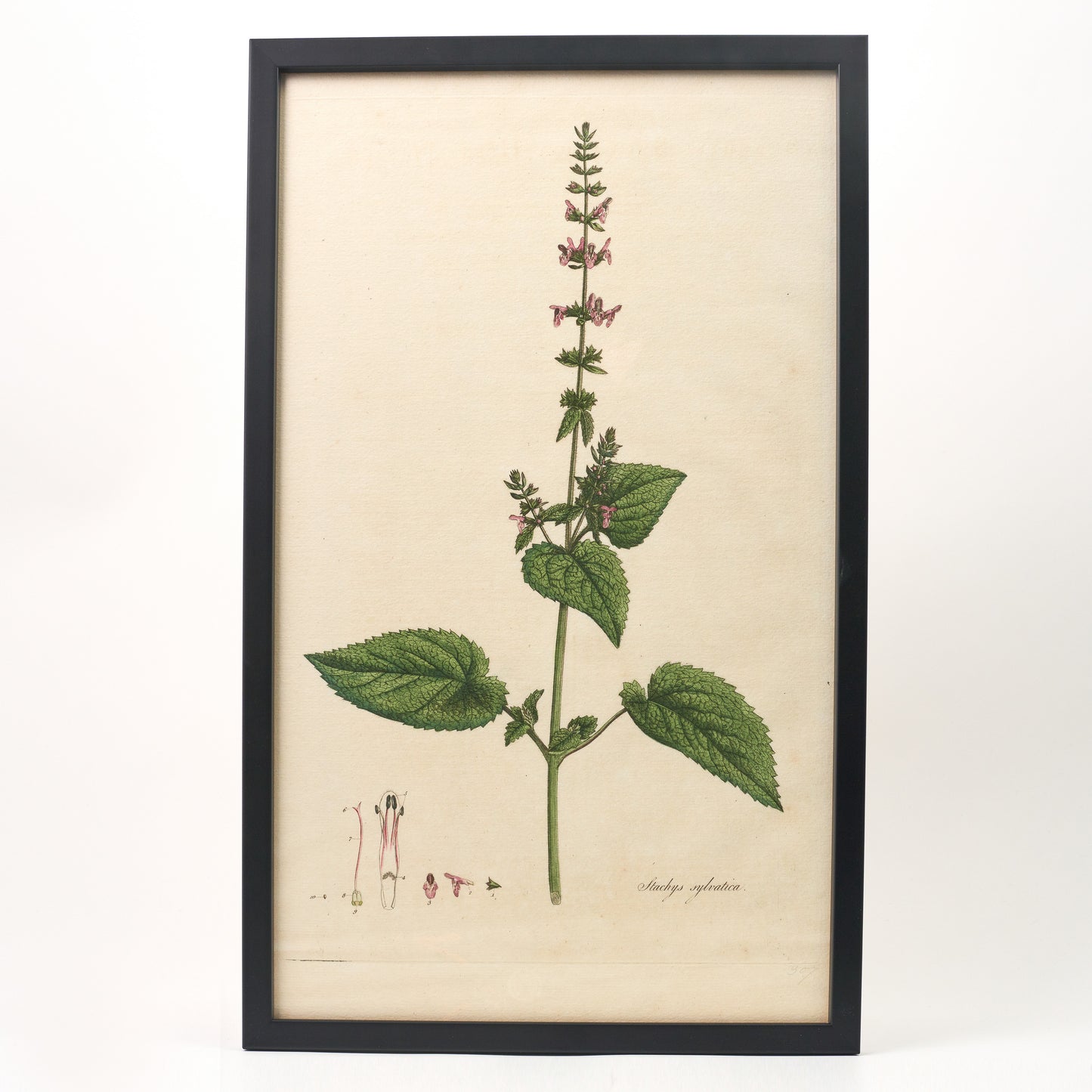 Stachys sylvatica ‘Flora Londinensis’ Botanical Print - Framed