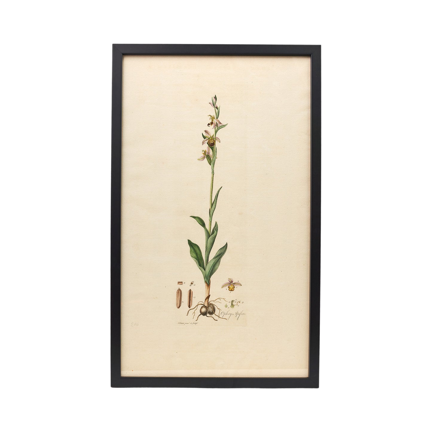 Ophrys Apifera ‘Flora Londinensis’ Botanical Print - Framed