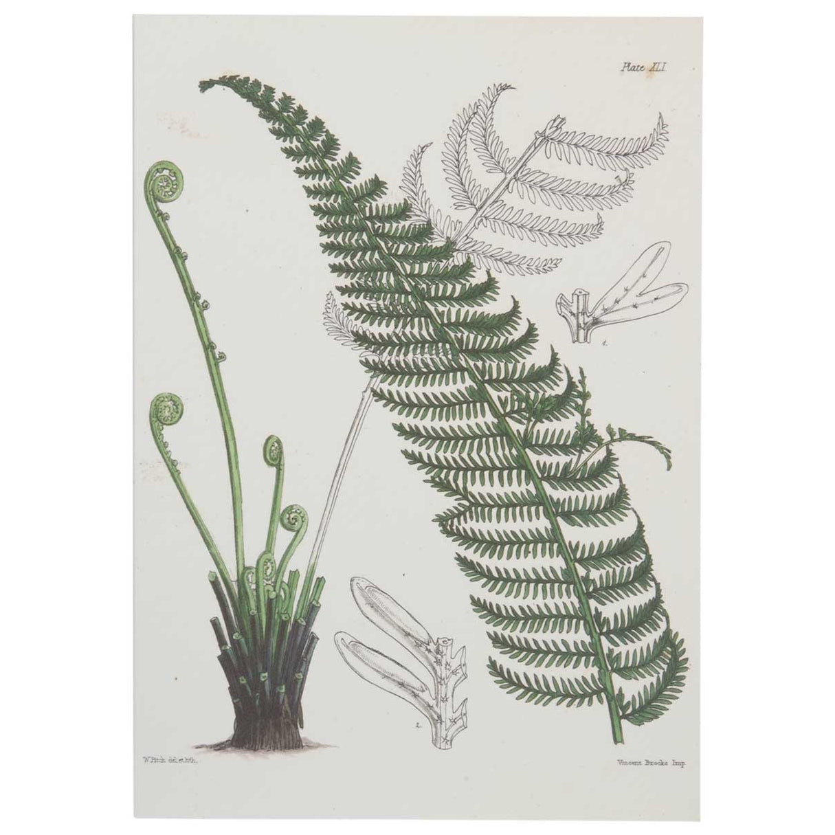 Tree fern - pack of 10 postcards