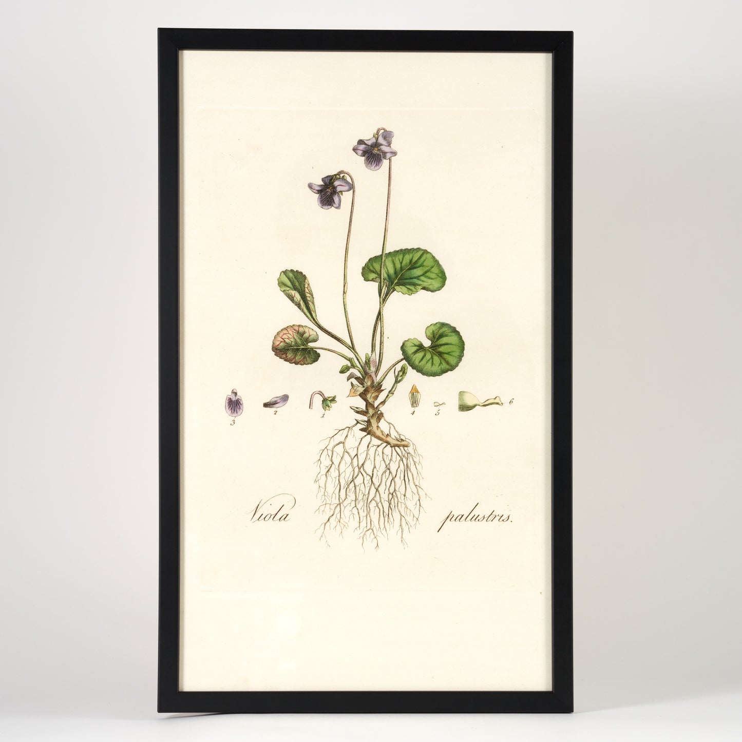 Viola Palustris Flora Londinensis Botanical Print - Framed