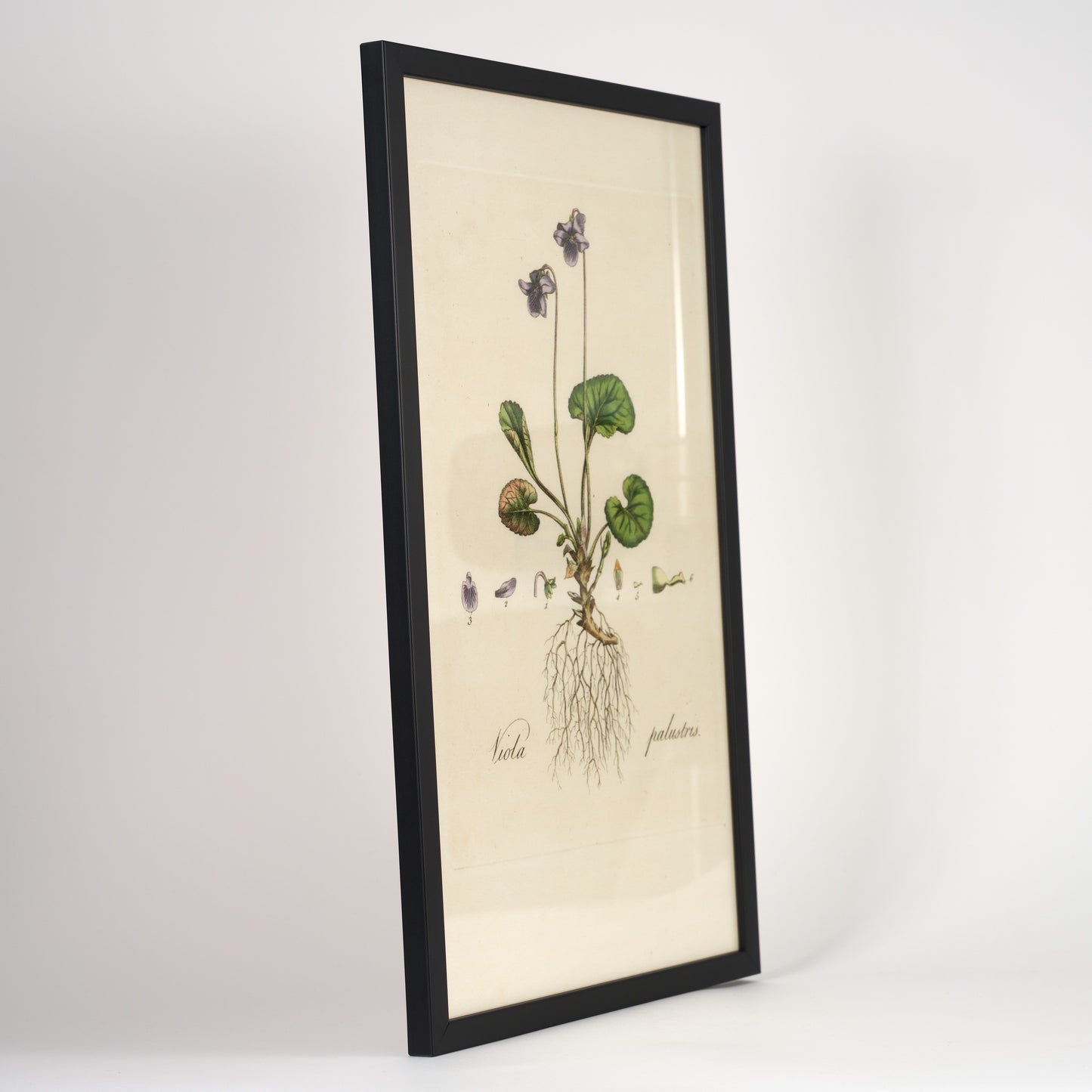 Viola Palustris Flora Londinensis Botanical Print - Framed