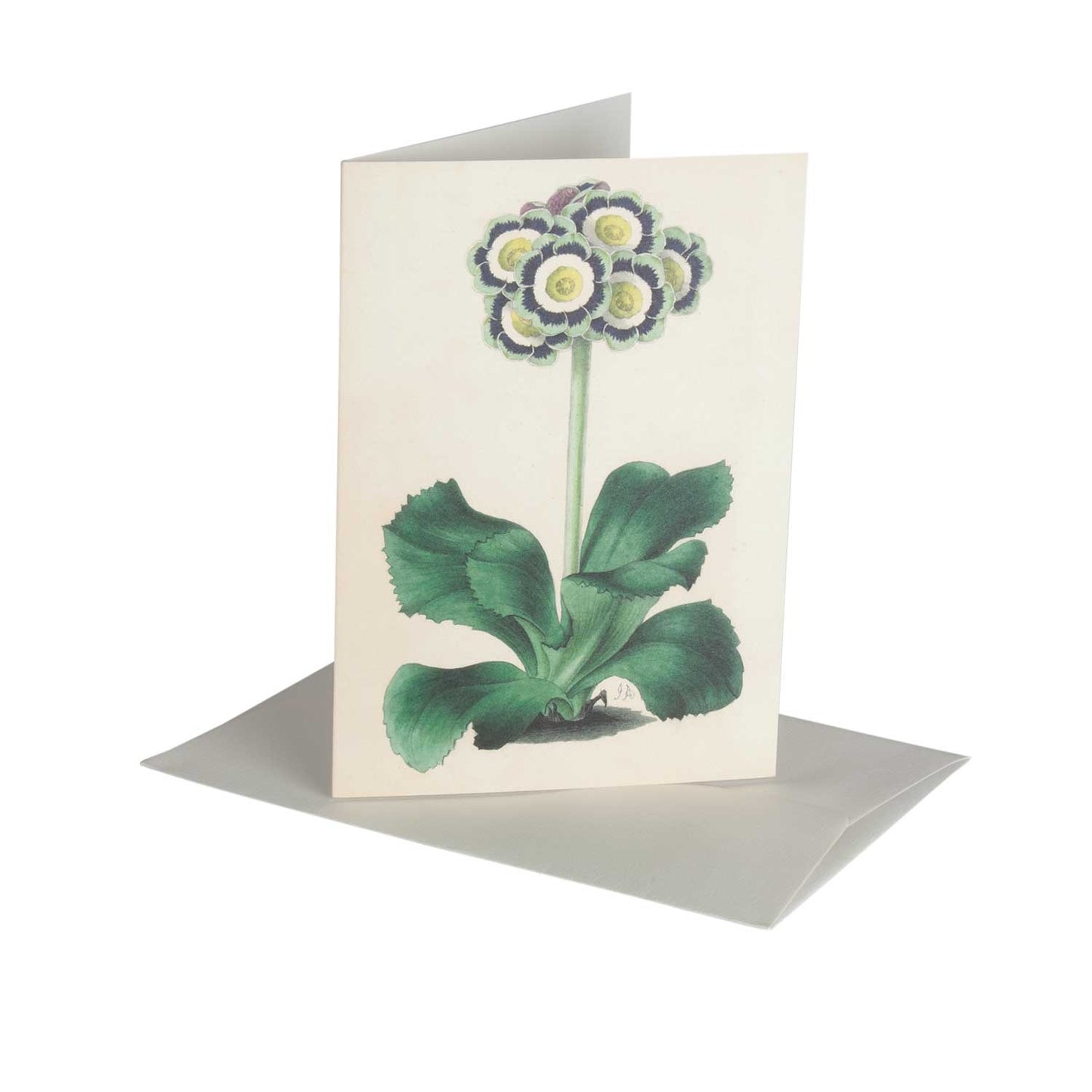 Aricula - Greeting Card