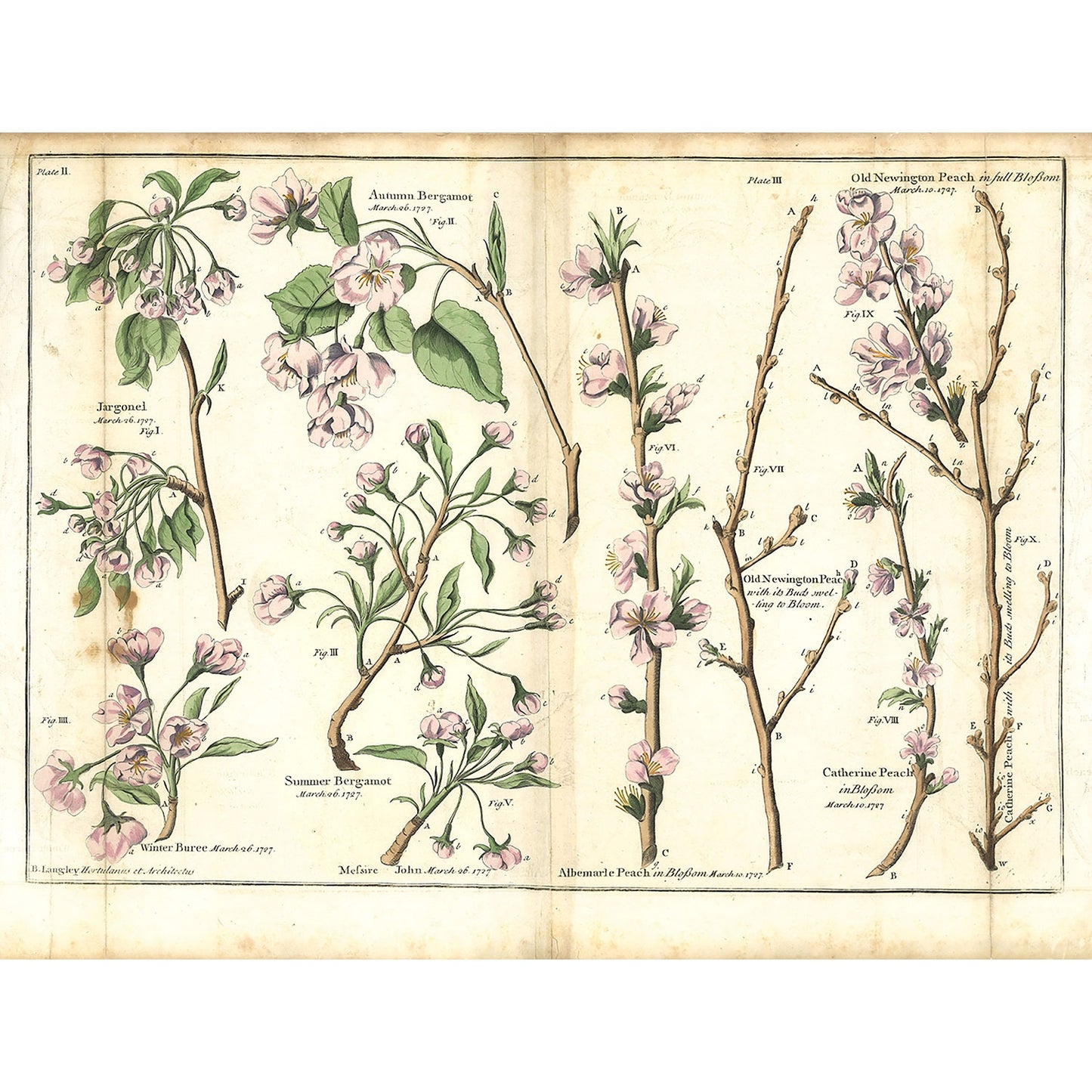 Plate II - The Illustrated Garden, 1729 by Batty Langley