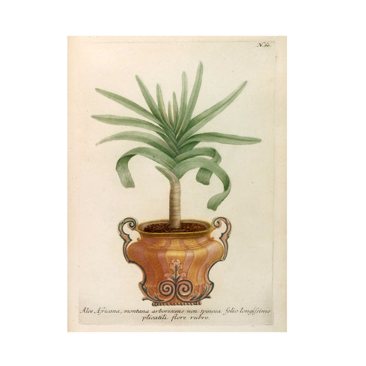 Aloe Africana No. 60 Botanical Print