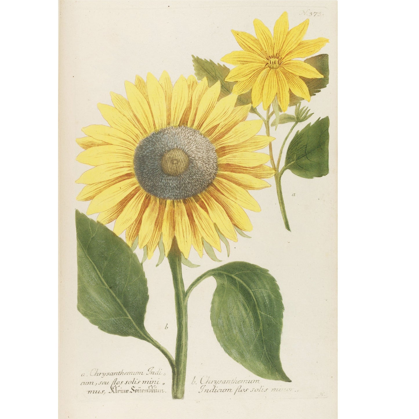 Chrysanthemum Indicum Maximum No. 373
