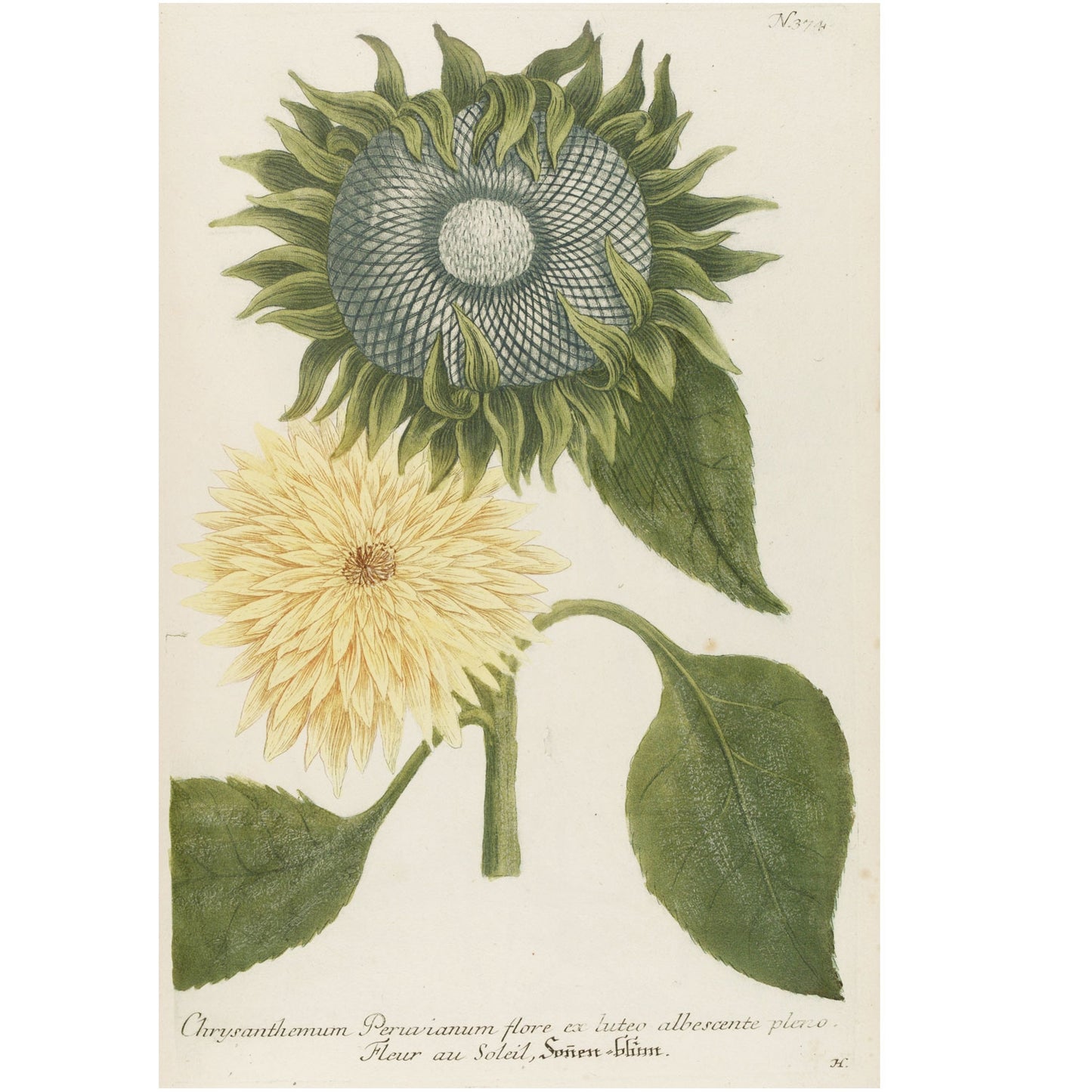Chrysanthemum Indicum Maximum No. 374