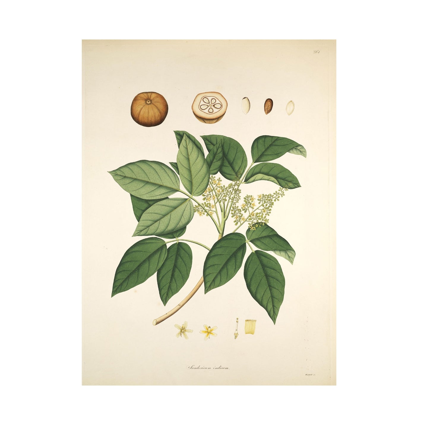 Sandoricum indicum