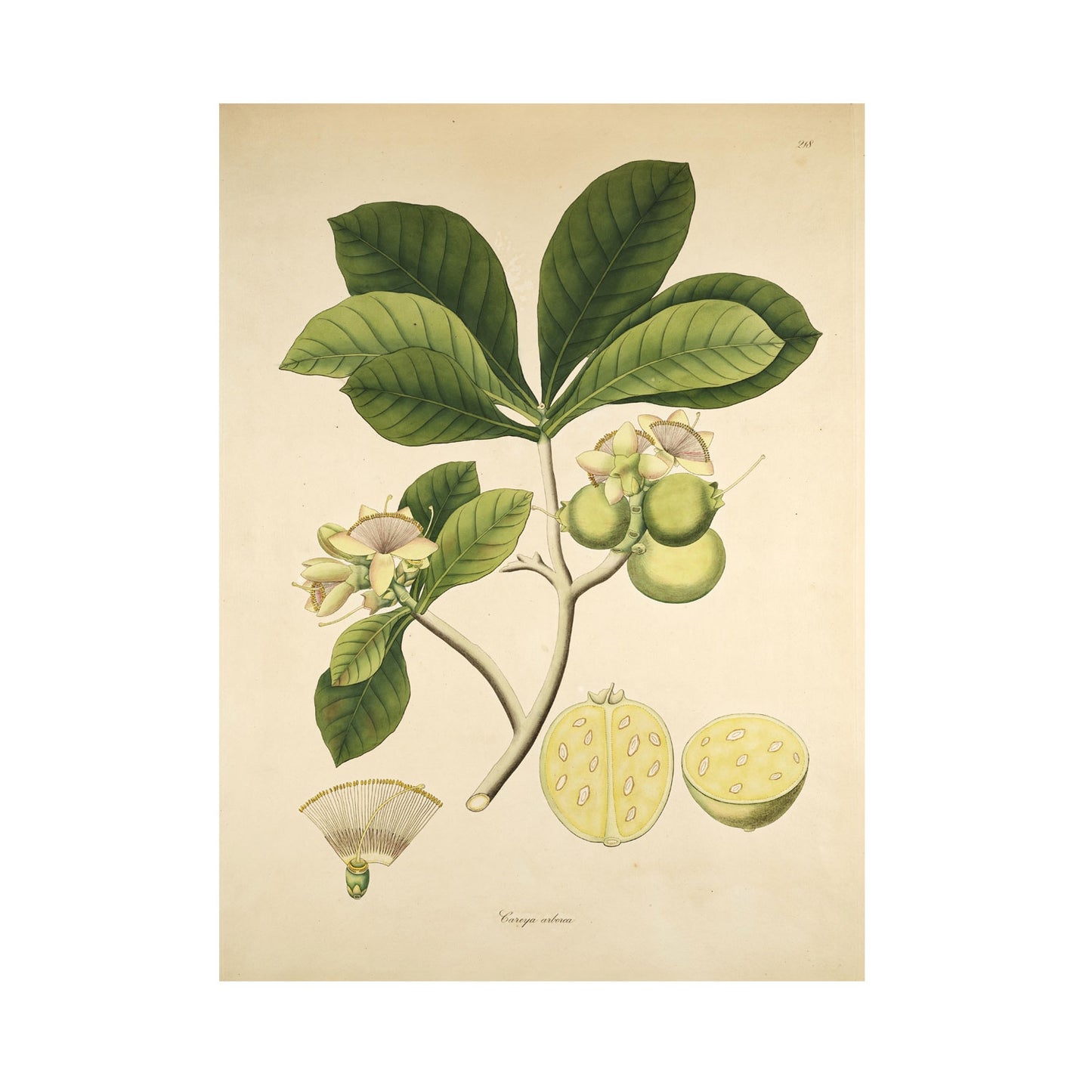 Careya arborea