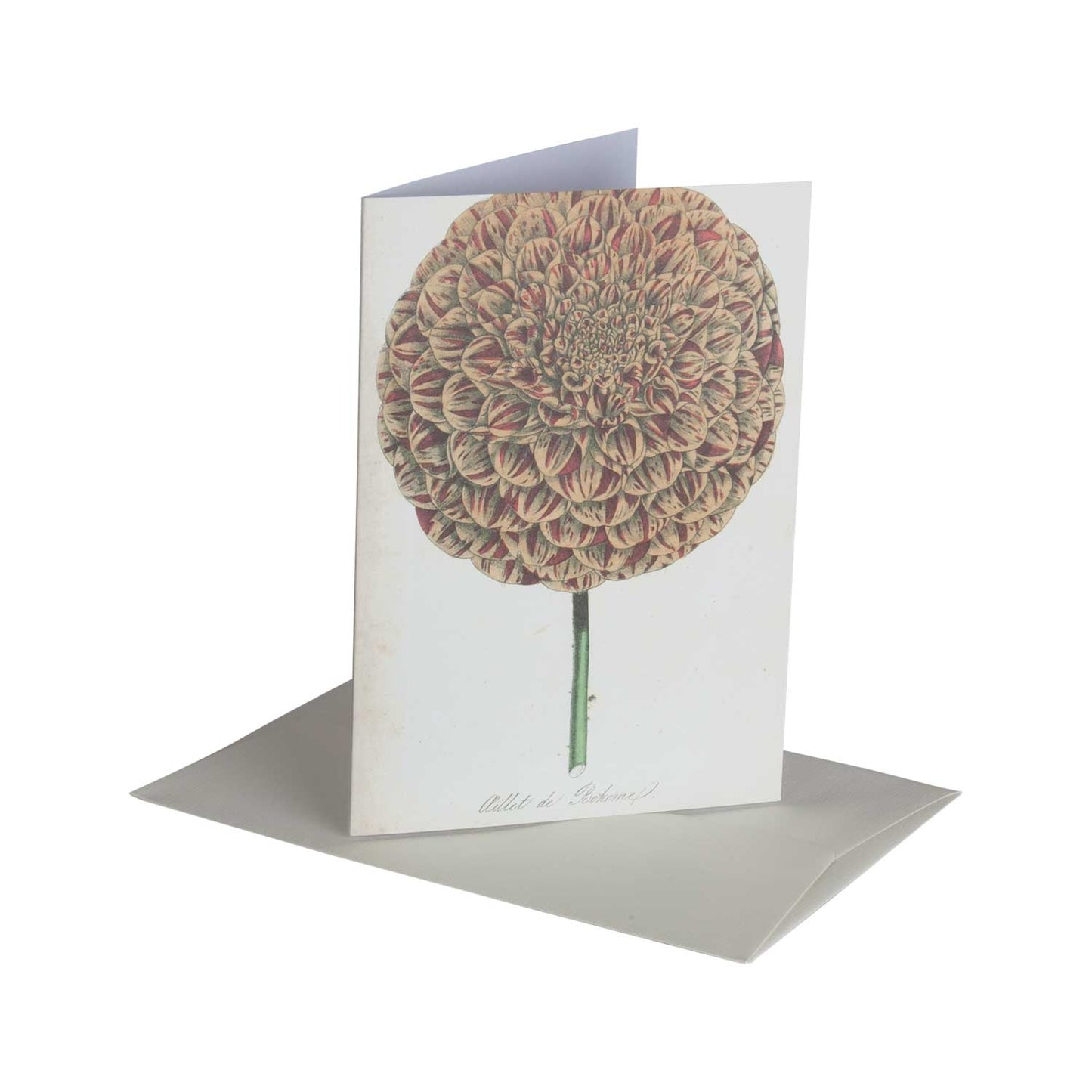 Dahlia - greeting card