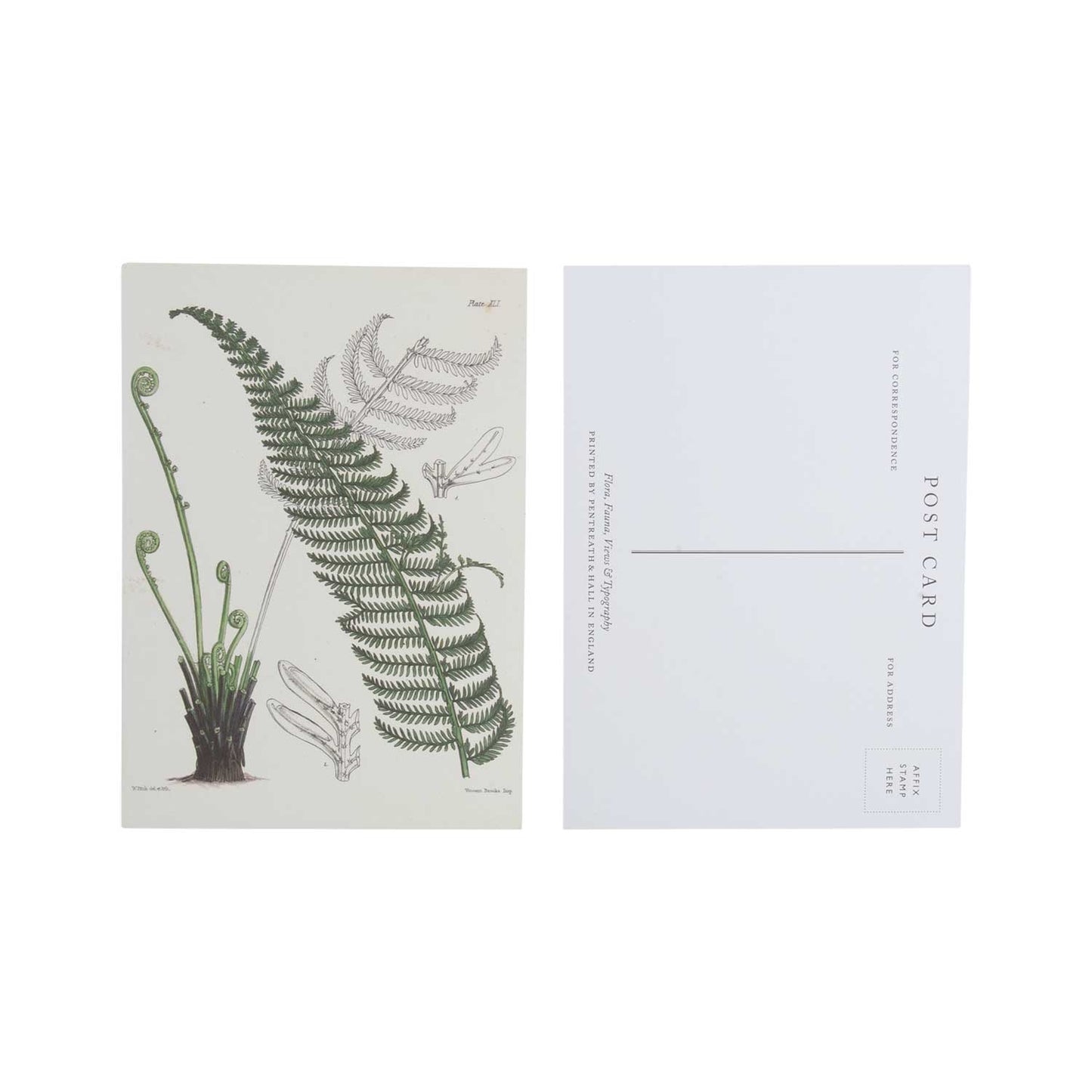 Tree fern - pack of 10 postcards