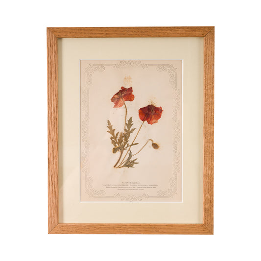 1845, Pressed British Wildflower - Poppy