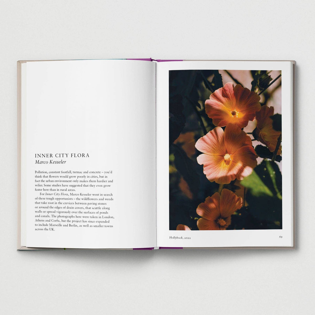 New photography of the Flower