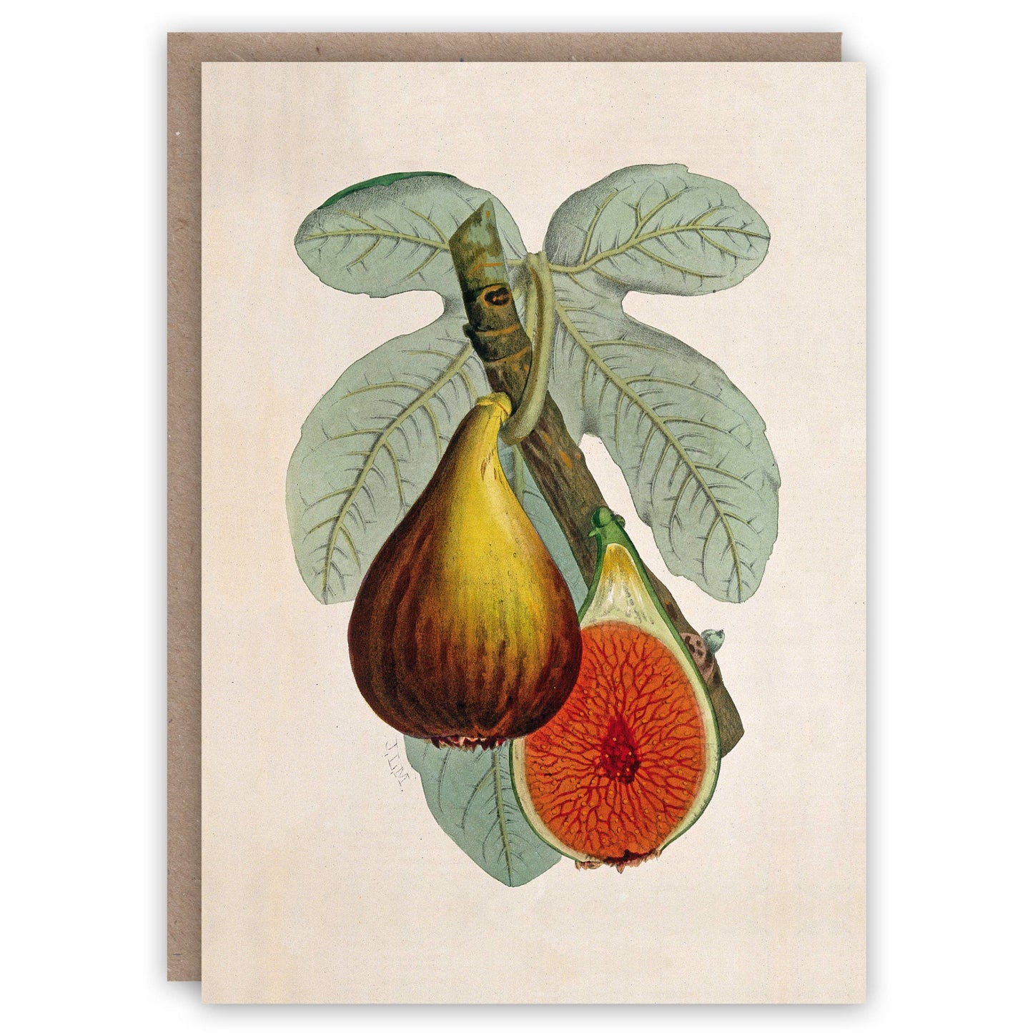 Fig Plant - Greeting Card